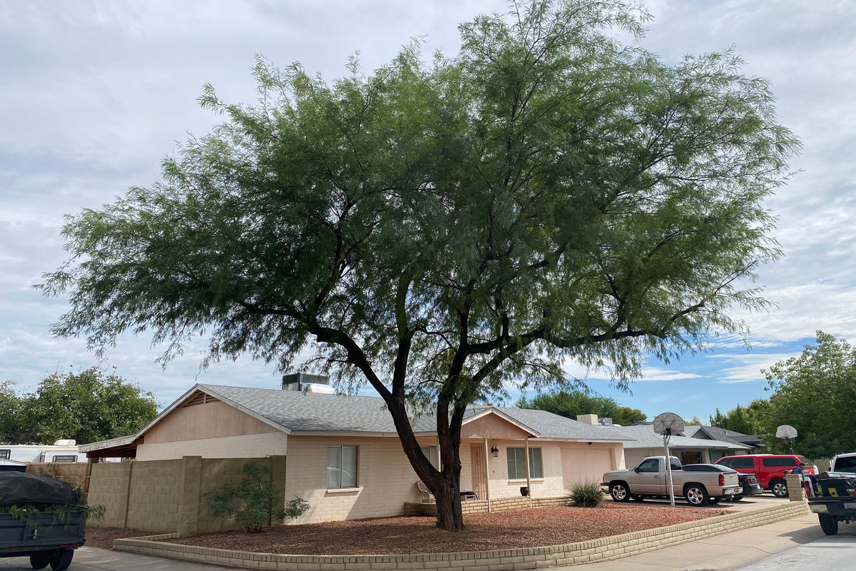 Mesquite tree trimming project