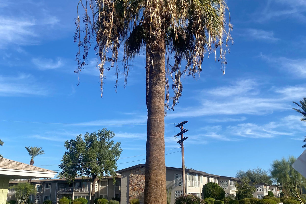 Palm tree trimming project