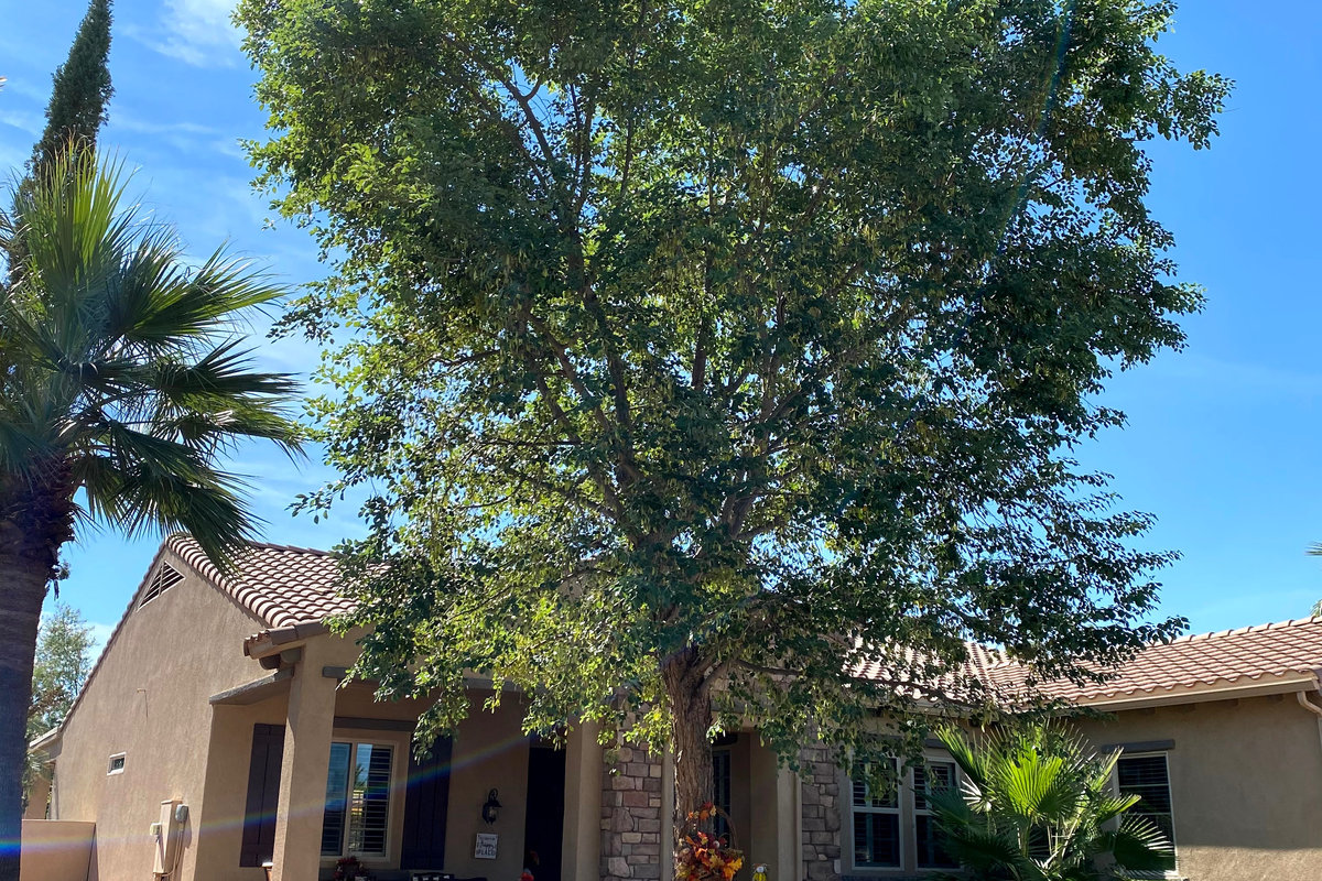 Sissoo tree trimming project