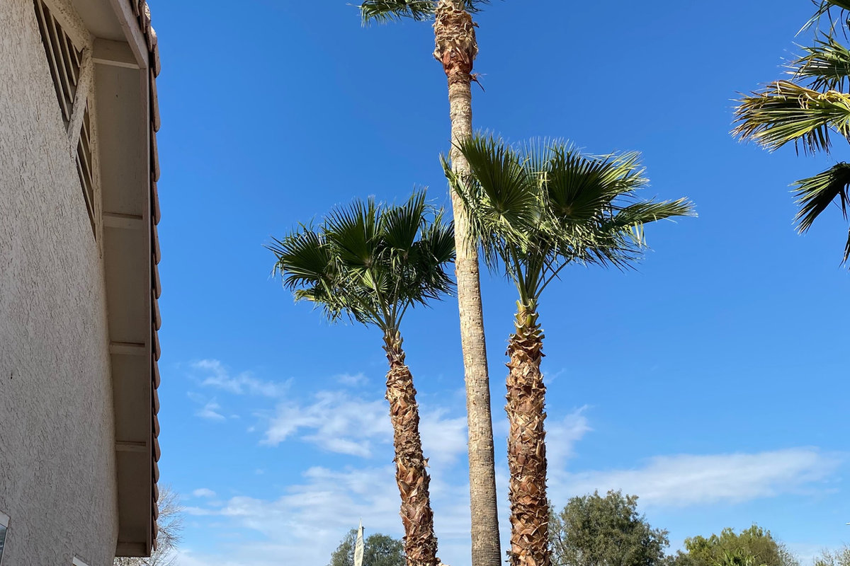Three professionally trimmed palm trees in an Arizona landscape