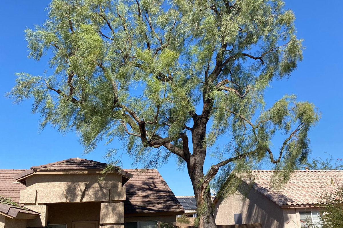 Weeping willow trimming project